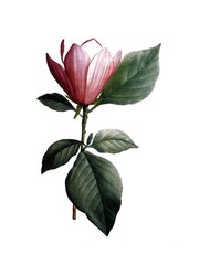 Lilien-Magnolie, Magnolia, Magnolia discolor