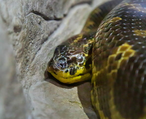 The head of the Paraguayan anaconda, or southern anaconda, or yellow onaconda (Latin Eunectes notaeus) hid near a rock. Marine life, exotic fish, subtropics.