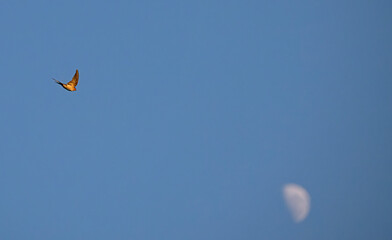 swallow and the moon