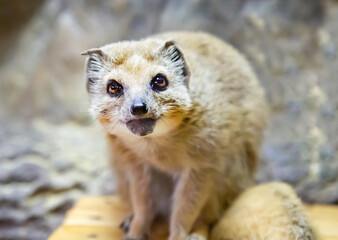 The muzzle of a Mongoose (Latin. Herpestes) looking at the camera. Animals, mammals, predators.