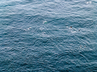 Aerial view of common dolphins feeding above huge dragnet in Donegal Bay, Ireland