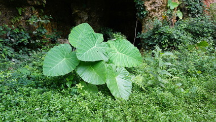 Close-Up of Colocasia Leaf with Water Droplets