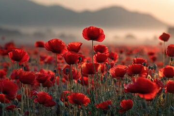 Red poppies in a field at sunrise. Soft light bathes vibrant blooms