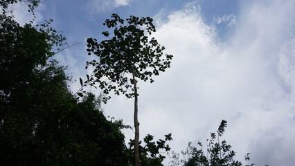 Nature Landscape with Tree on the Hill