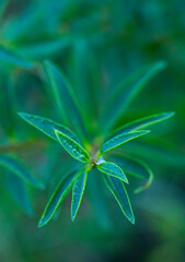 Small details of nature in the Santoña, Victoria, and Joyel Marshes Natural Park. Cantabrian Sea. Cantabria. Spain. Europe.