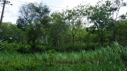 Nature Landscape with Tree on the Hill