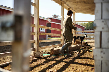 Middle aged Caucasian woman tending goats in outdoor farm enclosure, walking on dirt ground with sunlight casting shadows, wooden fencing and red barn structures in background © DragonImages