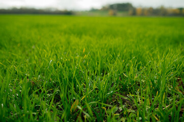Winter wheat field with young green shoots in autumn countryside