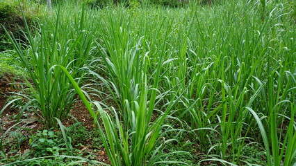 Sugarcane Fields in the Sunlight