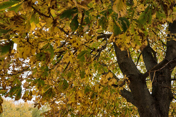 Horse chestnut in central Russia in October