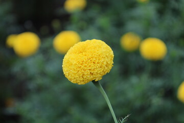 A close-up photograph focusing on a single yellow marigold flower. The bloom is in sharp detail against a softly blurred background of dark green foliage and other distant yellow flowers.