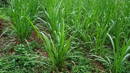 Sugarcane Fields in the Sunlight
