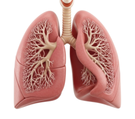 Human Lungs Anatomy with Bronchial Tree Isolated PNG Cutout Transparent