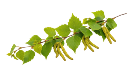 Birch Tree Branch with Fresh Spring Leaves and Catkins Isolated PNG Cutout Transparent