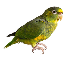 Stunning green parrot looking right, bright feathers