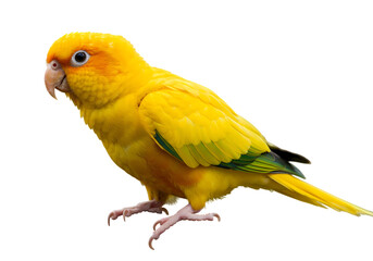 Vibrant golden conure parrot perched alertly