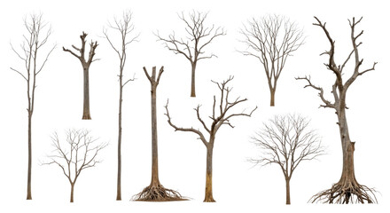Fototapeta premium Various Silhouettes of Bare Winter Trees and Exposed Roots Isolated PNG Cutout Transparent