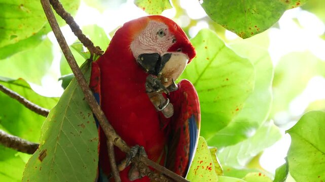 scarlet macaw sitting in wild almond tree, eating almonds 448