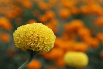 A close-up shot of a single yellow marigold flower, sharply focused against a soft, out-of-focus background of orange flowers.