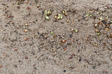Sprouted Macrotyloma uniflorum in Sand. Its common names horse gram, kulthi bean, gahat, hurali and  Madras gram. Its  legume native to tropical southern Asia. Sprouted grains or Sprouted pulses.