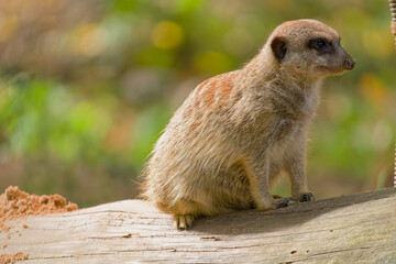 Meerkat, Erdmännchen (Suricata suricatta)