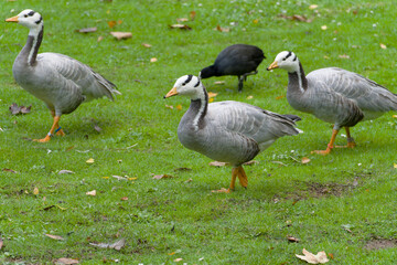 Bar-headed Goose, Streifengans (Anser indicus)