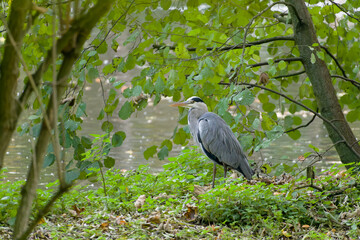 Grey Heron, Graureiher (Ardea cinerea)