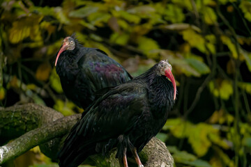 Northern Bald Ibis, Waldrapp (Geronticus eremita)