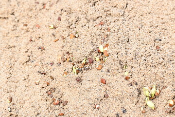 Sprouted Macrotyloma uniflorum in Sand. Its common names horse gram, kulthi bean, gahat, hurali and  Madras gram. Its  legume native to tropical southern Asia. Sprouted grains or Sprouted pulses.