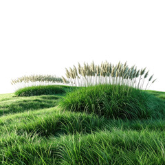 Lush, green landscape with tall grass and fluffy, off-white plumes