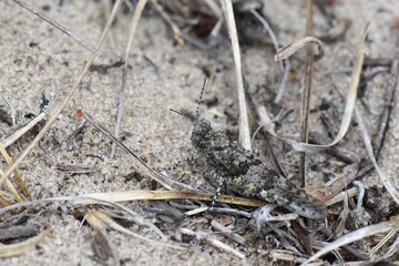 Grasshopper on the grass in the forest. Macro shot
