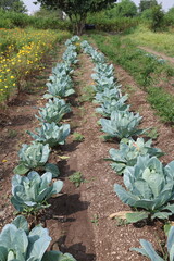 A vertical view of a well-tended vegetable farm featuring neat rows of young green cabbage plants growing in rich, brown soil. The composition uses leading lines to draw the eye through the field towa
