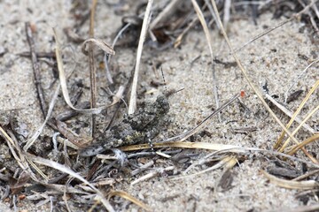 Grasshopper on the grass in the forest. Macro shot