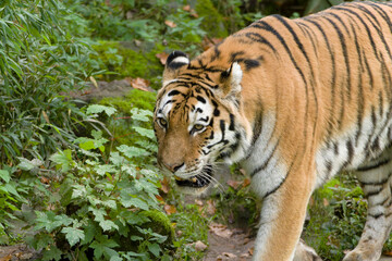 Siberian Tiger, Sibirischer Tiger (Panthera tigris altaica), Siberian Tiger, Sibirischer Tiger (Panthera tigris altaica) Amur Tiger