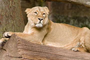 Asiatic Lion, Asiatischer Loewe (Panthera leo persica), Asiatic Lion, Asiatischer Loewe (Panthera...
