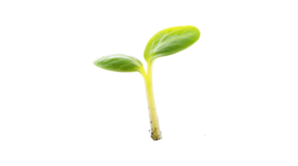 Young green seedling with two leaves isolated on a transparent background