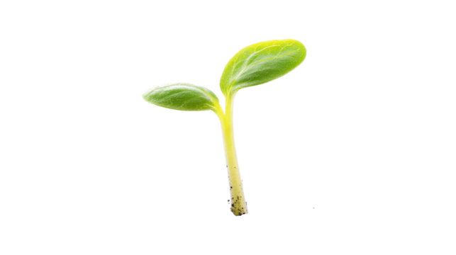 Young green seedling with two leaves isolated on a transparent background