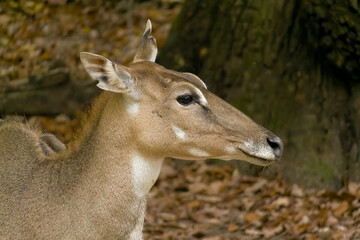 Nilgai Antelope, Nilgau-Antilope (Boselaphus tragocamelus), Nilgai Antelope, Nilgau-Antilope (Boselaphus tragocamelus), Tiergarten Nurnberg