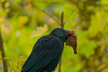 Kolk-Rabe Common Raven (Corvus corax) native to the Northern Hemisphere