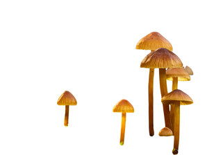 Cluster of Brown and Yellow Forest Mushrooms Growing on Green Moss