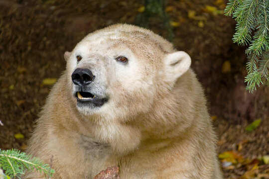 Eisbaer Polar Bear (Ursus maritimus) native to the Arctic region