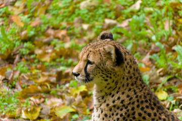 Gepard Cheetah (Acinonyx jubatus) native to sub-Saharan Africa and Iran
