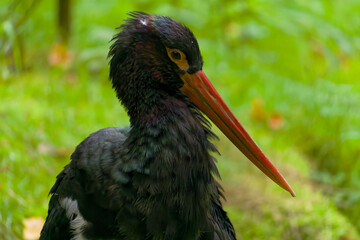 Schwarzstorch Black Stork (Ciconia nigra) native to Europe, Africa and Asia