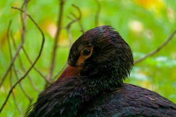 Schwarzstorch Black Stork (Ciconia nigra) native to Europe, Africa and Asia