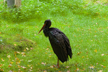 Schwarzstorch Black Stork (Ciconia nigra) native to Europe, Africa and Asia