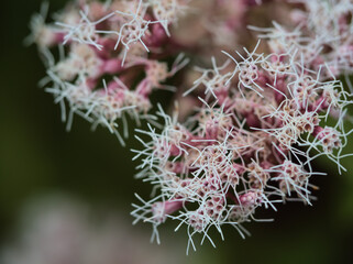10月に美しく咲いた可憐なフジバカマの花