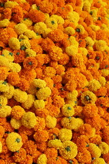 A vibrant vertical photograph of a large heap of freshly picked orange and yellow marigold flowers. The mix of bright colors creates a rich, textured, and abundant floral background. This image is per