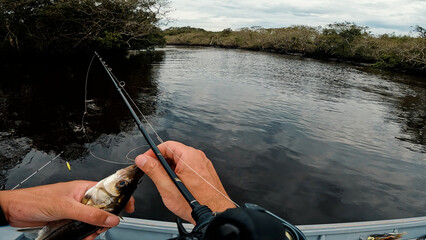 Pescaria de robalo POV