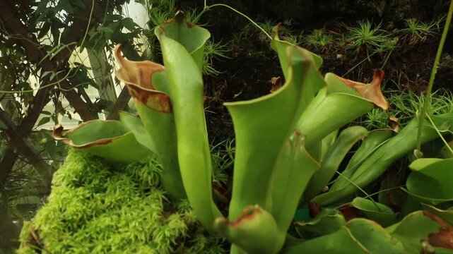 Plant flytrap