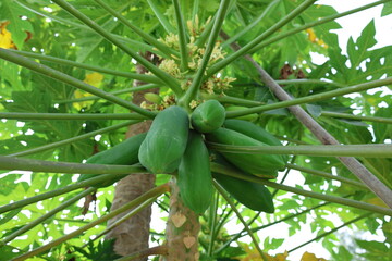 A low-angle view of a papaya tree laden with a cluster of young, green, unripe fruit and flowers. The shot looks up into the vibrant green canopy, highlighting the natural growth cycle. This image is 